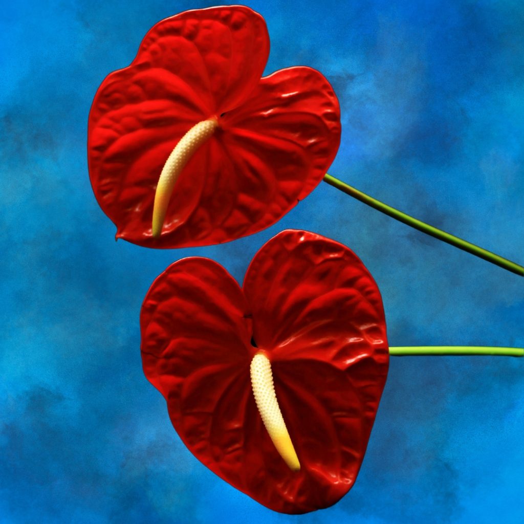 two red anthirium flowers stacked on top of each other fall out from stems on the right side of the page, against a blue background. They are phallic looking flowers, illustrating an article about the average penis size